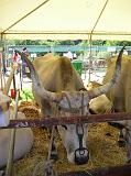 FieraBestiane (7)